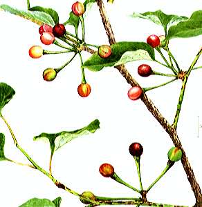 �_���R�E�o�C