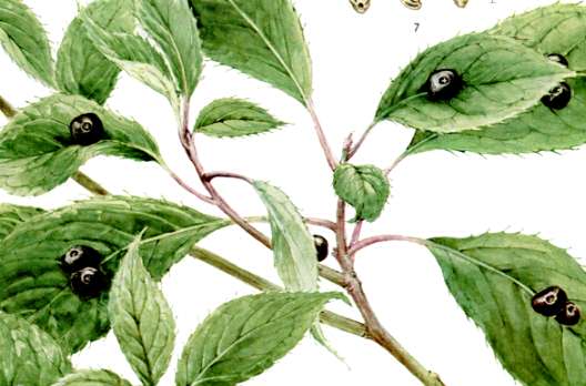 �n�i�C�J�_