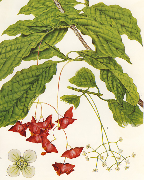 �q���n�c���o�i