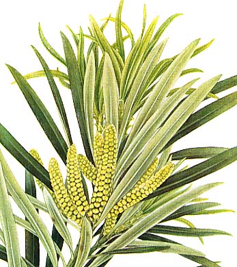 Branchlet with Staminate flowers