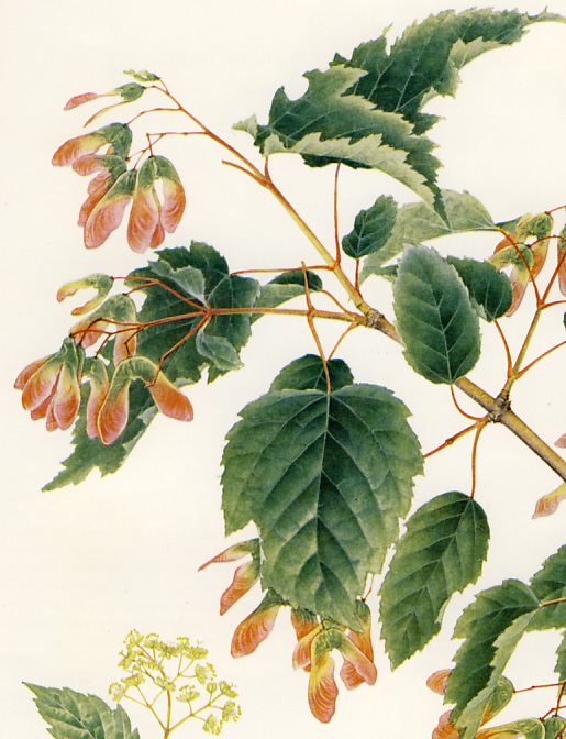 �J���R�M�J�G�f