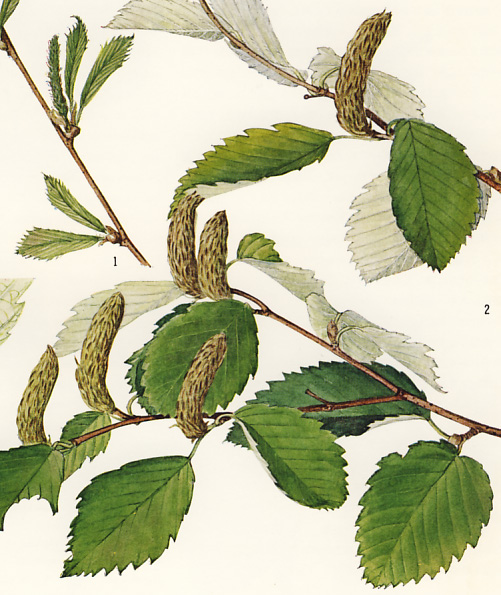 �l�R�V�f�A�E���W���J���o