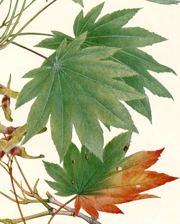 �I�I�C�^�����C�Q�c