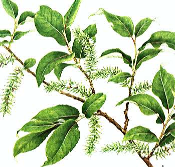 �V�o���i�M