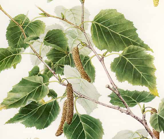 �V���J���o