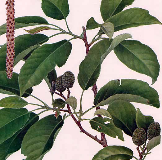 �T�N���o�n���m�L