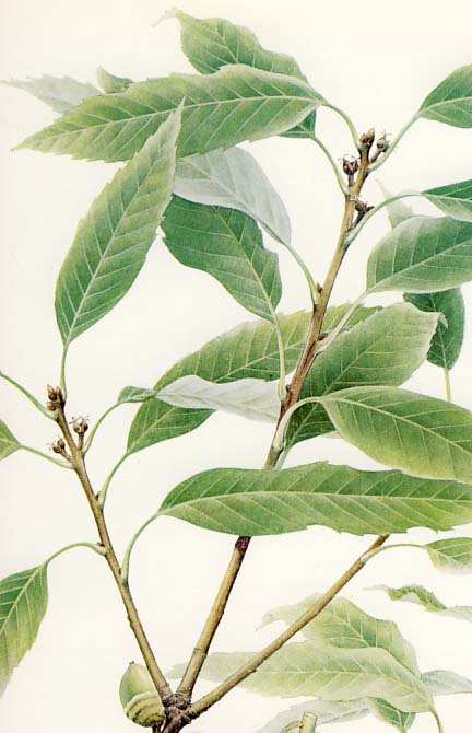 �E���W���J�V