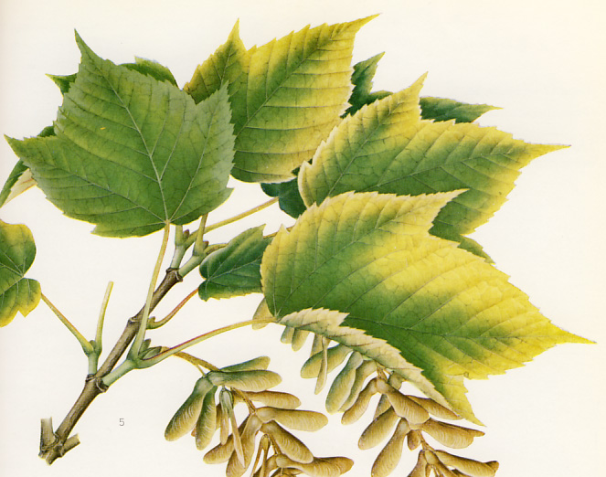 �E���n�_�J�G�f