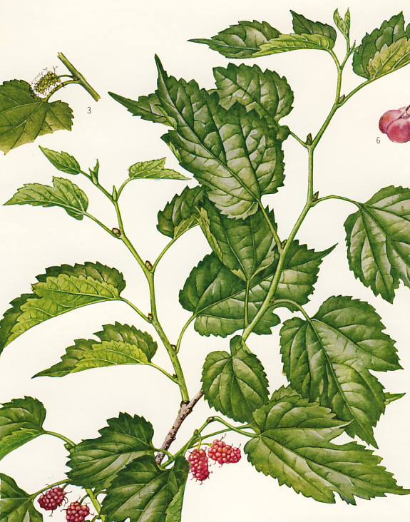 ���}�O��