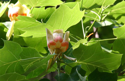 �����m�L��