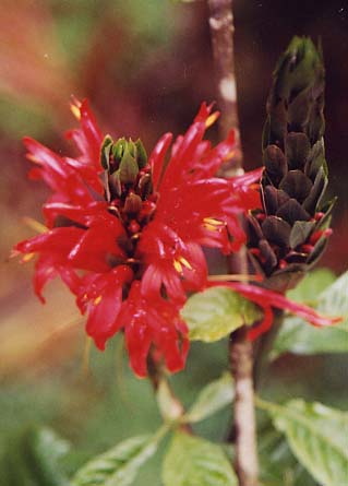 Red Plum Flower