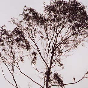 Eucalyptus maiden