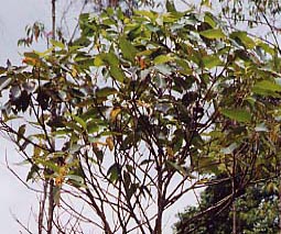 Eucalyptus cerophyllus