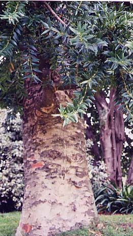 Araucaria@macrophylla