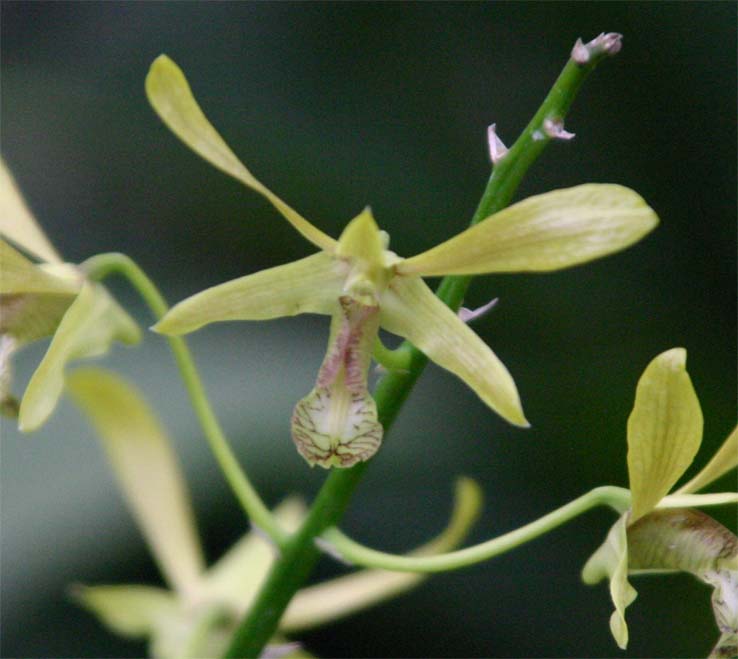 Dendrobium  schulteri