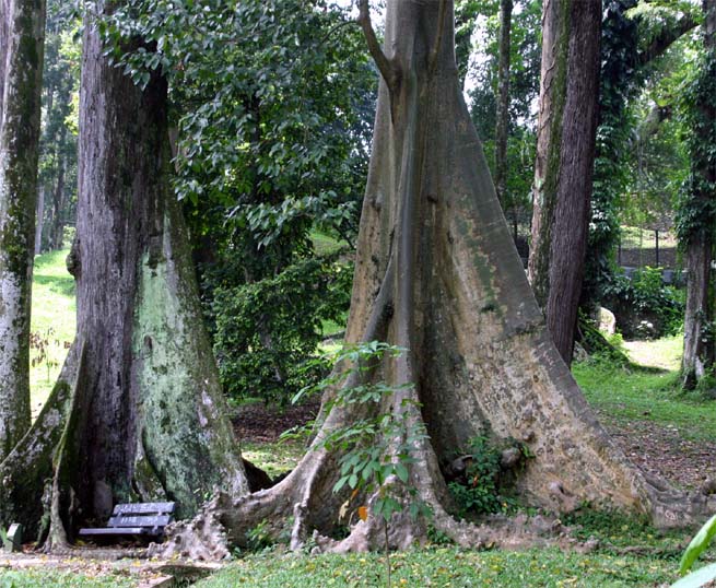 右Ficus albipila、左Shorea　leprosula