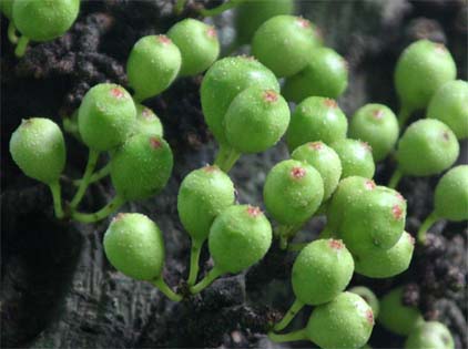 Ficus heteopodaの幹生果