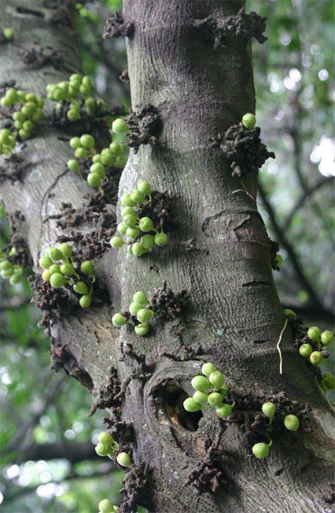 Ficus heteopodaの幹