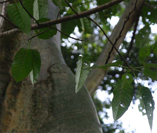 Ficus albipila