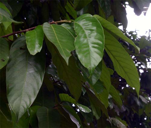 Vatica paucifloraの葉