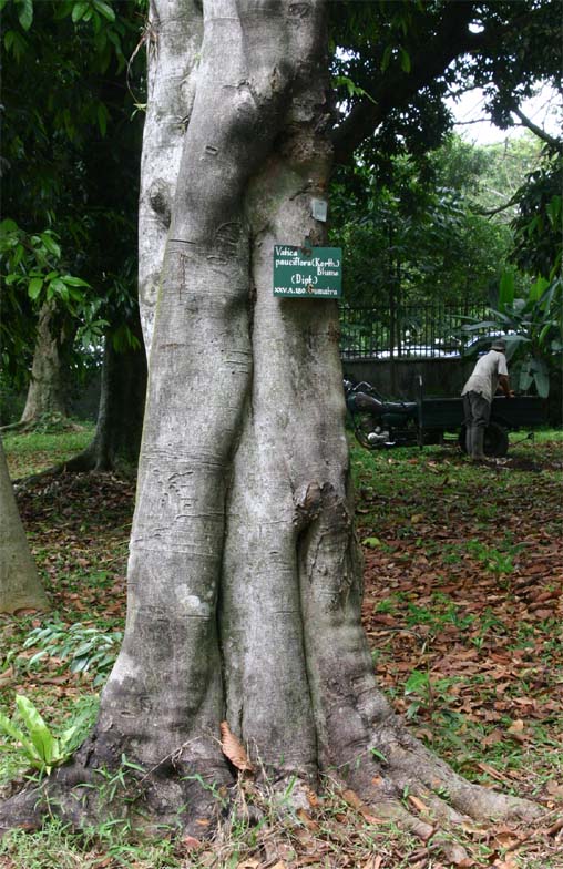 Vatica paucifloraの幹と根