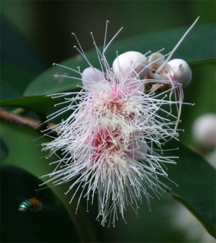Syzygium　pycnanthumの花