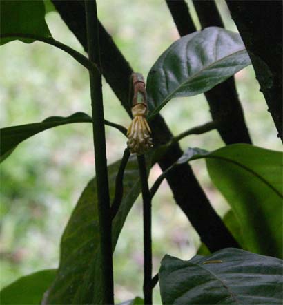 Magnolia　candollii