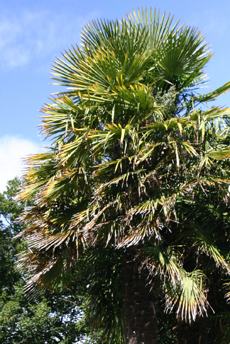 トウジュロ 唐棕櫚 シュロの木 BとC 超人気新品