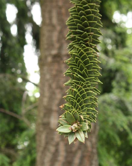 Araucaria　araucanaの葉