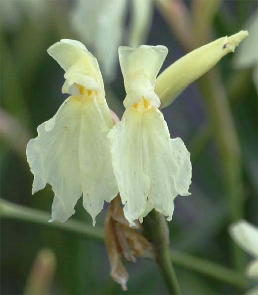 Roscoea cautleoides