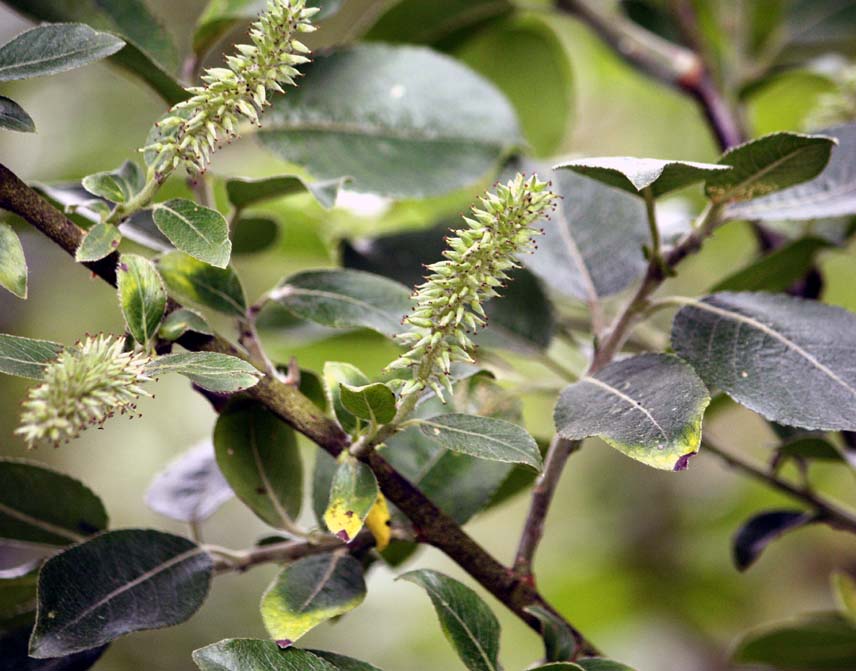 Salix cinerea×capvea