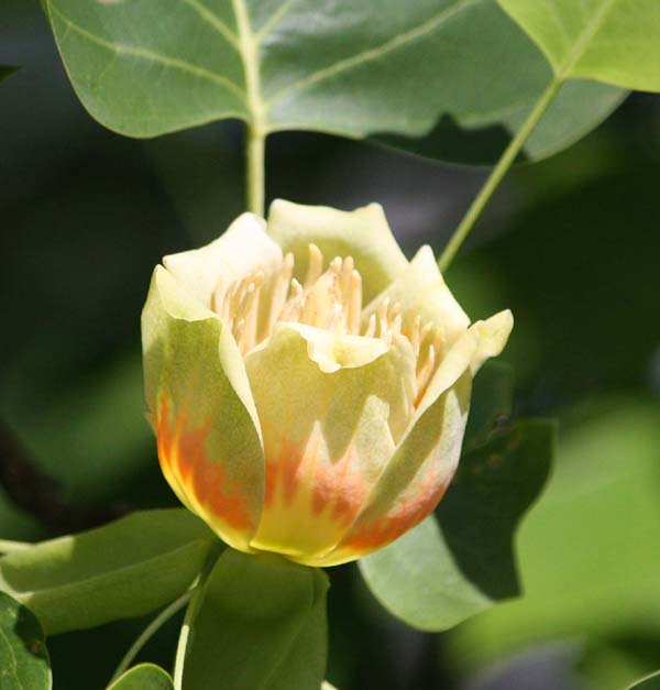 ハンテンボクの花