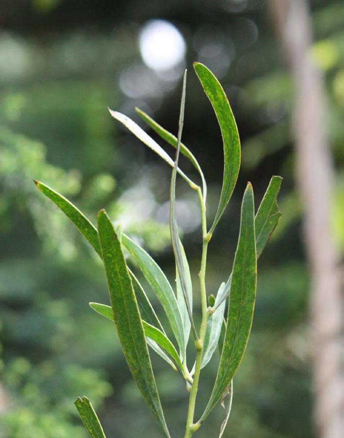 Acacia gladiiformis