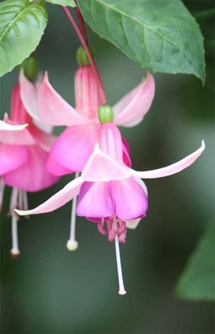Fuchsia sp. Loveliness