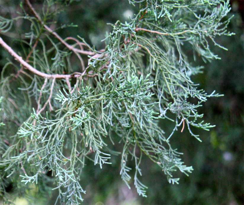 Calocedrus formosana