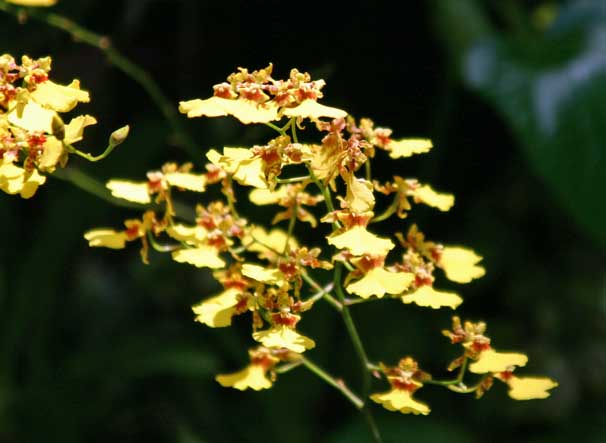 Oncidium Goldiana