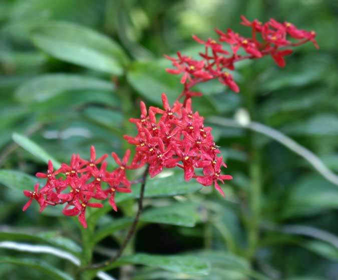 Renanthera Singa