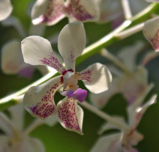 Vanda luzonica X Vanda lamellata