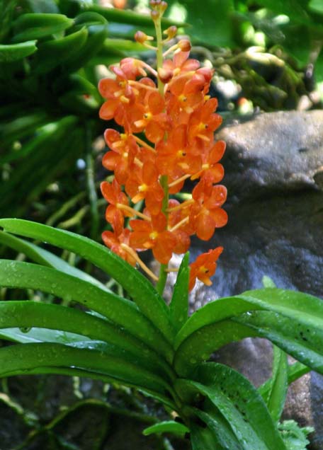 Ascocentrum Sagarik Gold