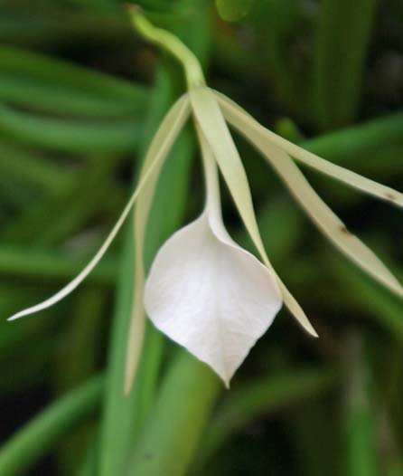 Brassavola nodosa