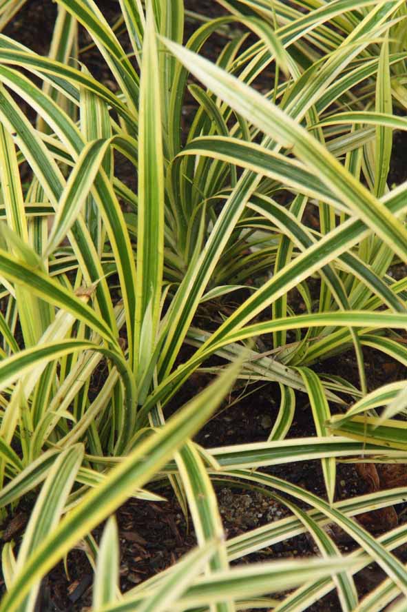 Pandanus pygmaeus