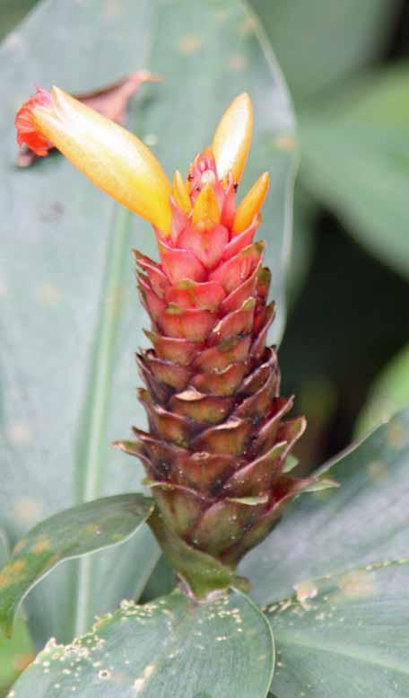 Costus curvibracteatus