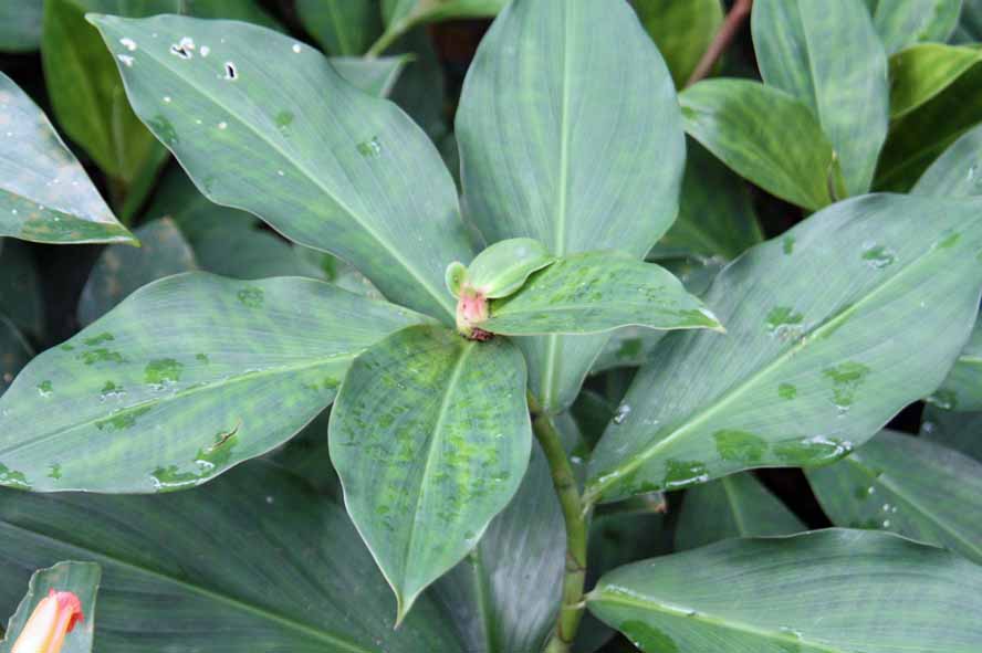 Costus curvibracteatus