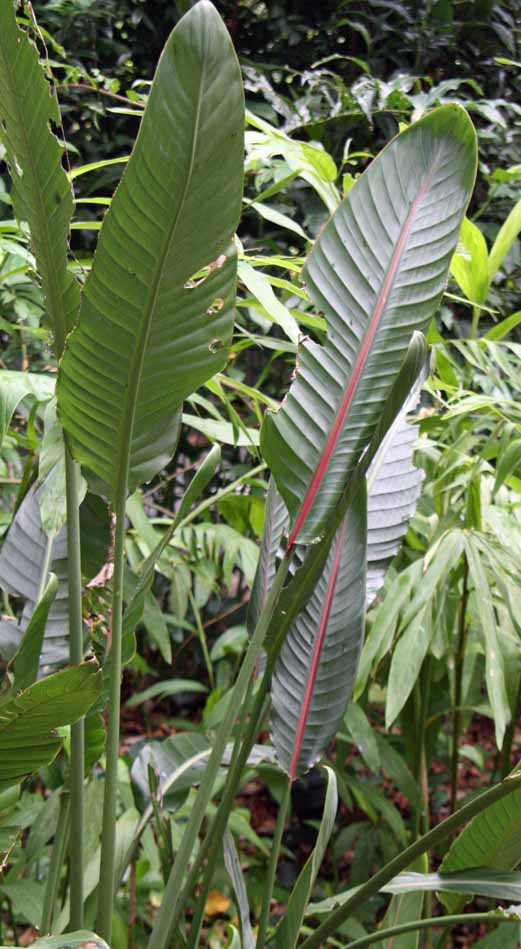 Strelitzia reginae