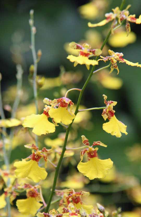 Oncidium Goldiana