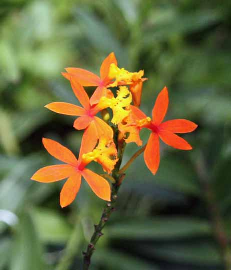 Epidendrum Ivan Gasparovic