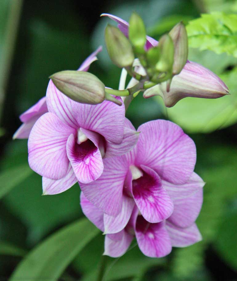 Dendrobium Mozah Bint Nasser Al-Missned