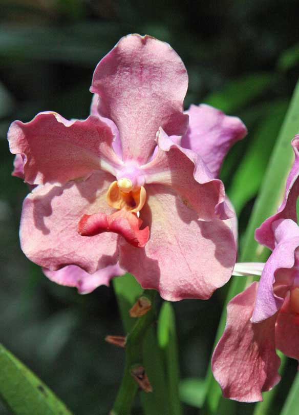 Vanda Usha