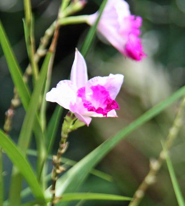 Arundina graminifolia