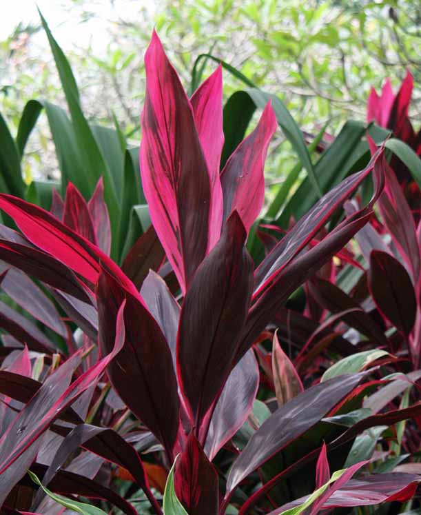 Cordyline sp.